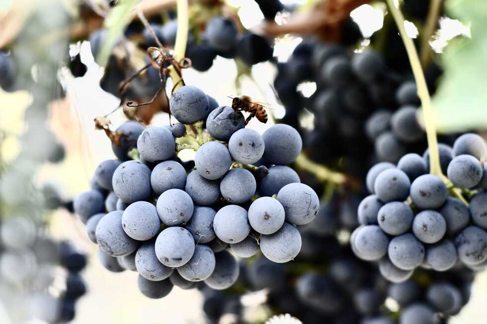  Ama Terra a Vinitaly 2022: l’ingrediente segreto dei nostri vini? Sono le persone che lo fanno