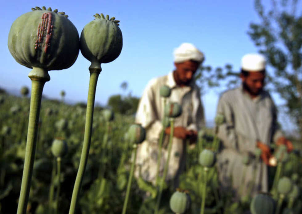 UNODC ammette il fallimento del piano sostituzione coltivazione dell'oppio in Afghanistan.